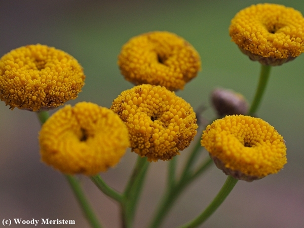 Common Tansy.JPG