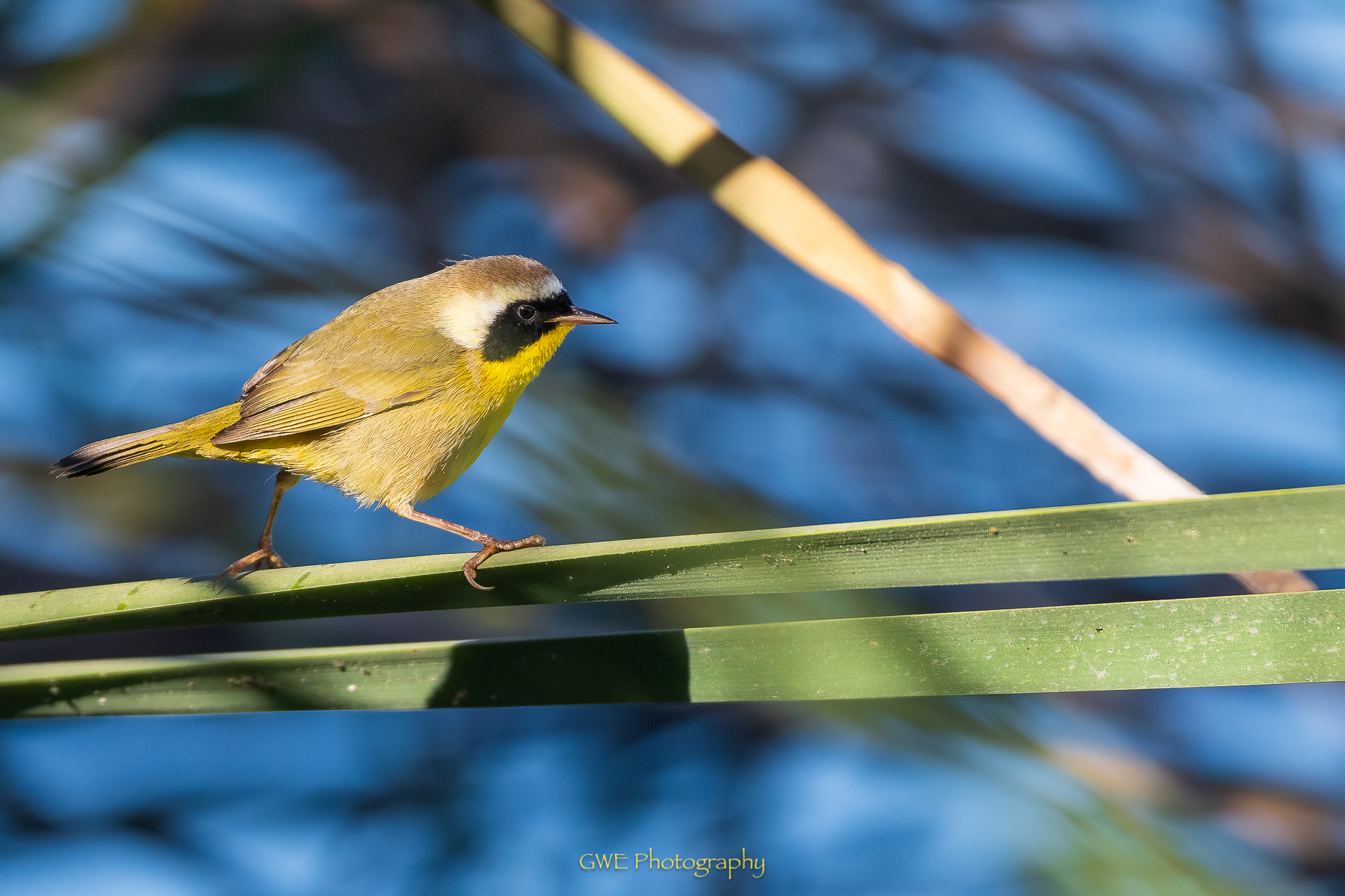 Common Yellow-throat.jpg