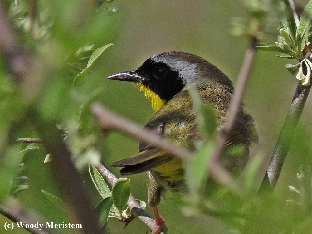 Common Yellowthroat.jpg