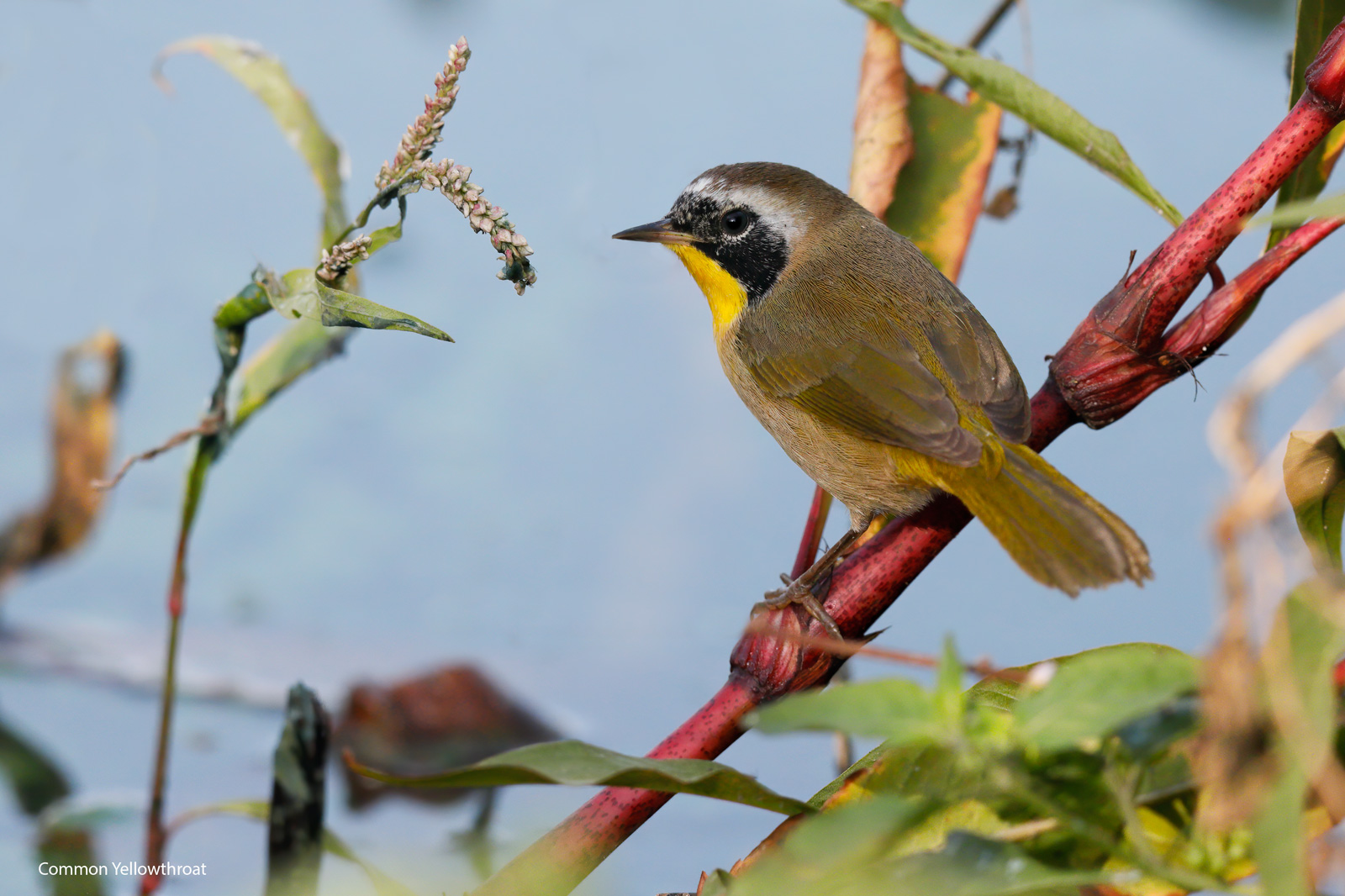 Common-Yellowthroat-Whelan-Lake.jpg