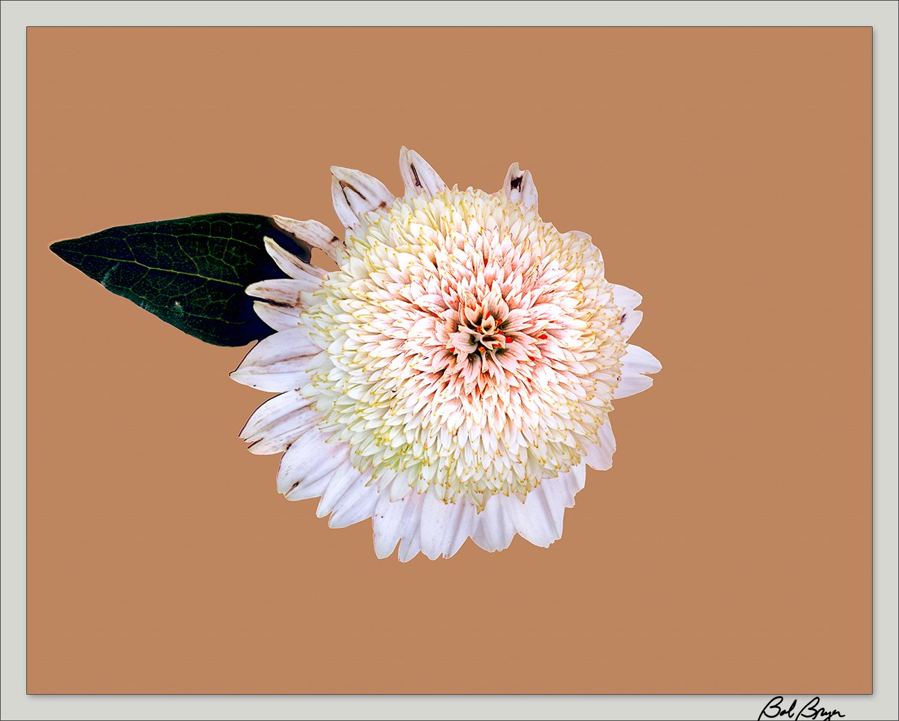 cone-flower-7-22.jpg