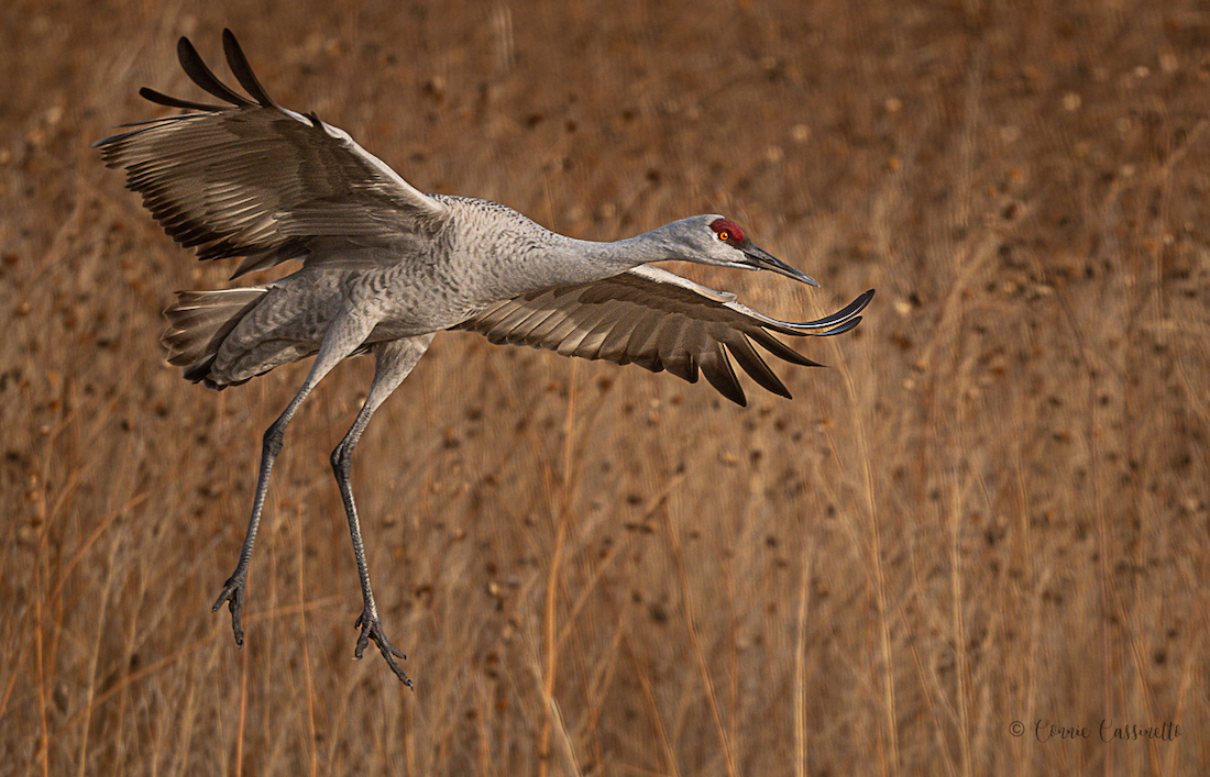 ConnieCassinettoBosqueSandhillCrane-7907.jpg