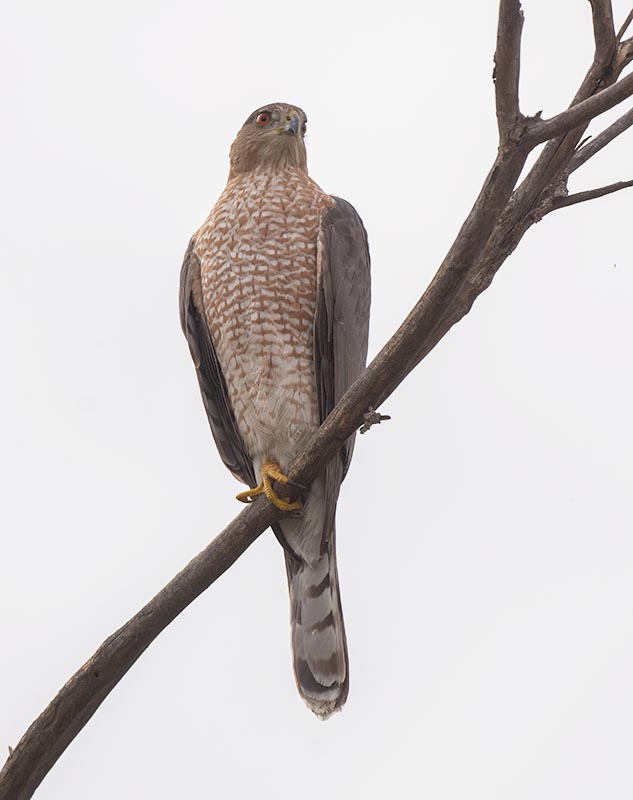 Cooper's Hawk 850_6611.jpg