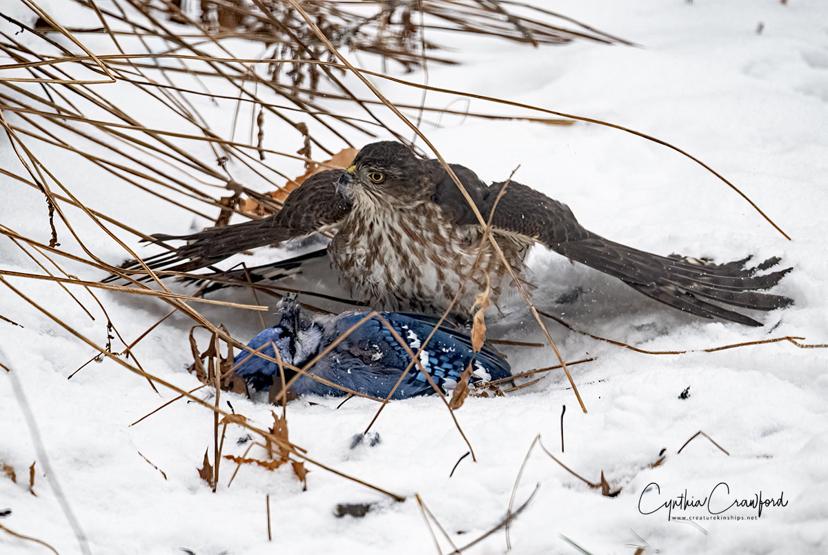 coopers.hawk.blue.jay_DSC2078.jpg