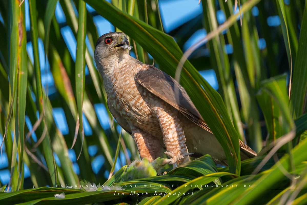 Cooper's Hawk.jpg