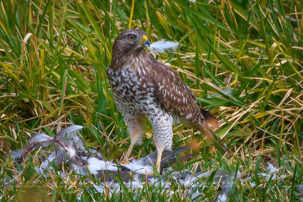 Cooper's Hawk.jpg