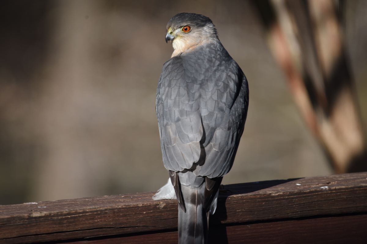 Coopers Hawk.JPG