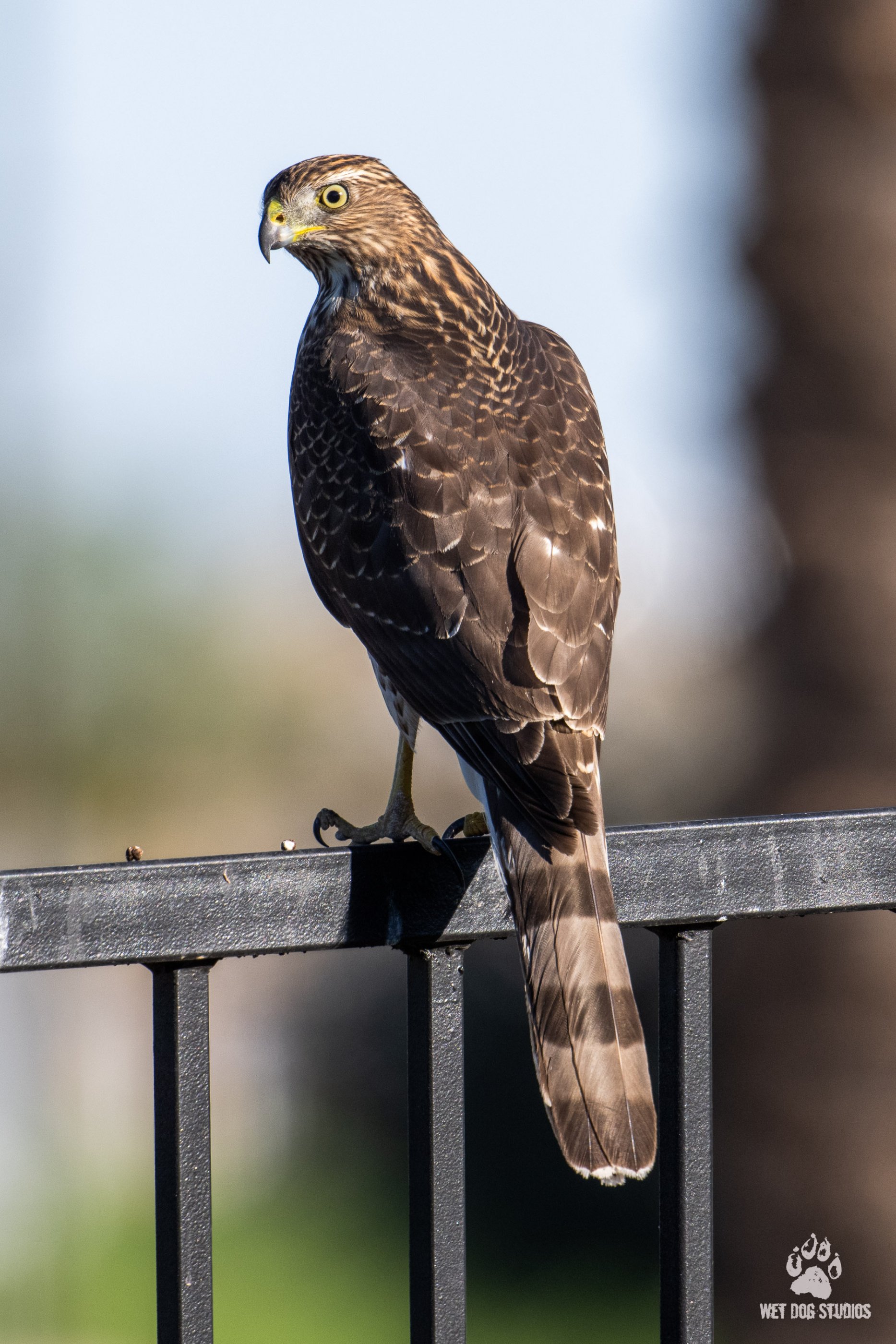 Coopers Hawk.jpg