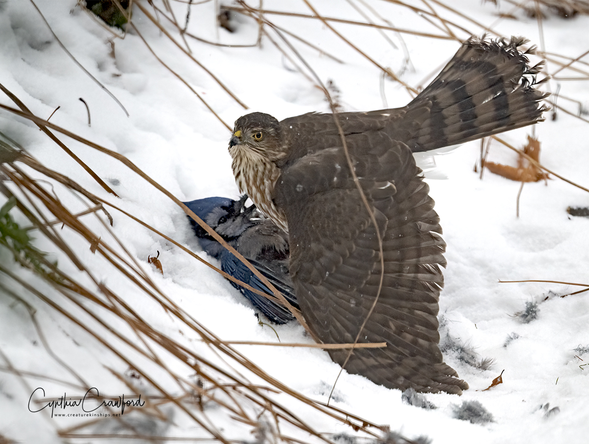 Immature Cooper's Hawk attacks a Blue Jay | Backcountry Gallery ...