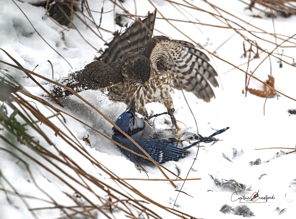 coopers.hawk.killing.blue.jay_DSC2041.jpg