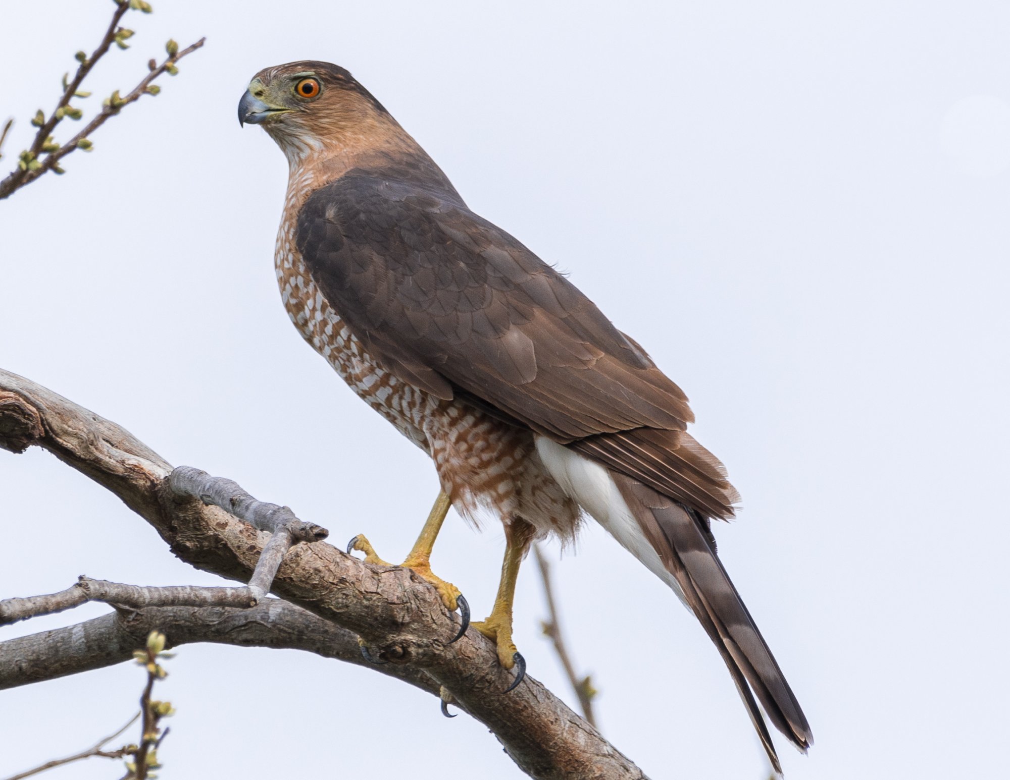 Coopers Hawk perched.jpg