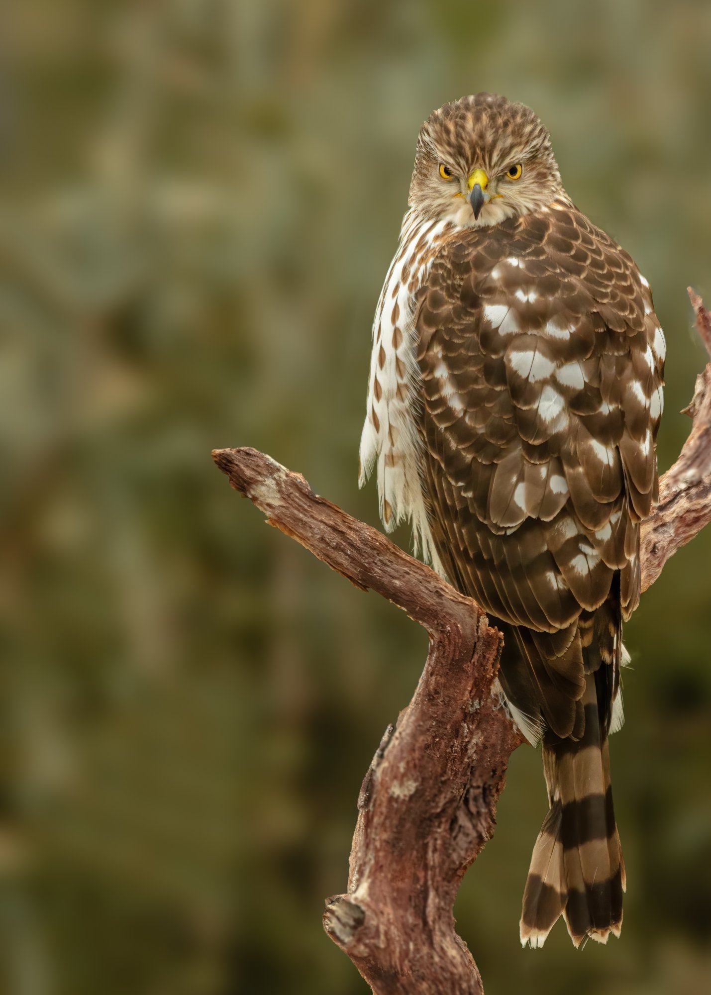 CoopersHawk, Juvi, 1-25-21 (1 of 1).jpg