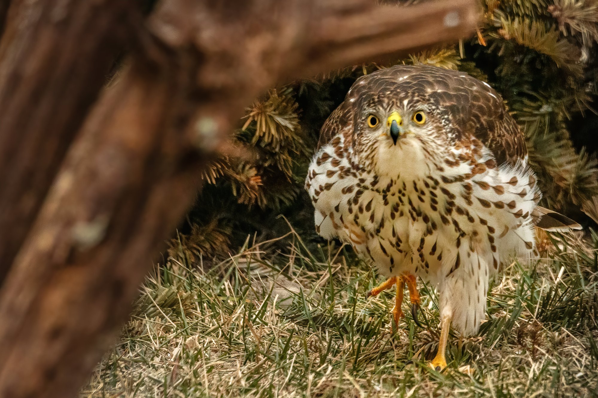 CoopersHawk,under tree 1-25-21 (1 of 1).jpg