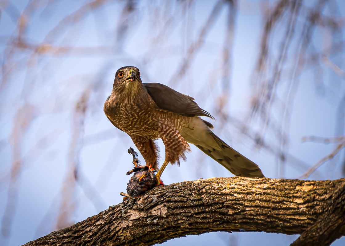 Copper's Hawk 3-3-24-1.jpg