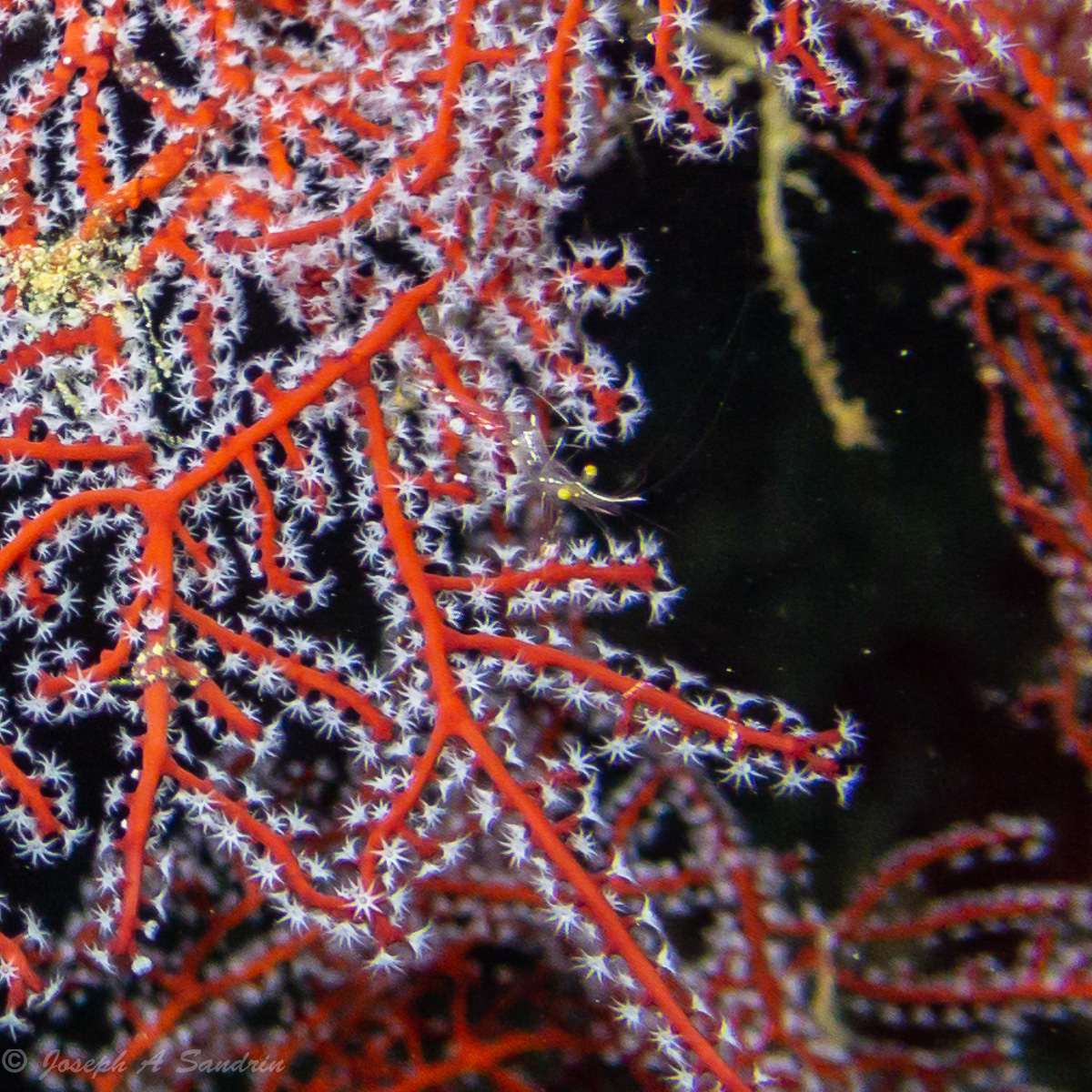 Coral-2.jpg
