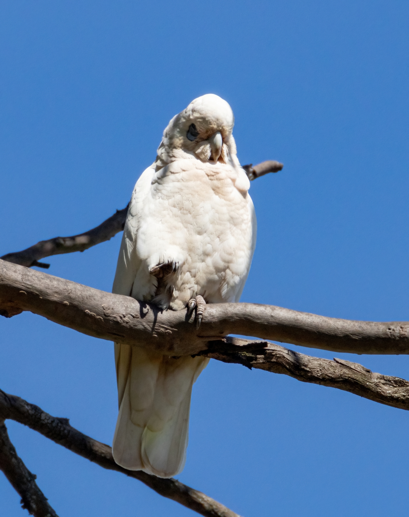 Corella 07 11 24-2563-DeNoiseAI-standard resize.jpg