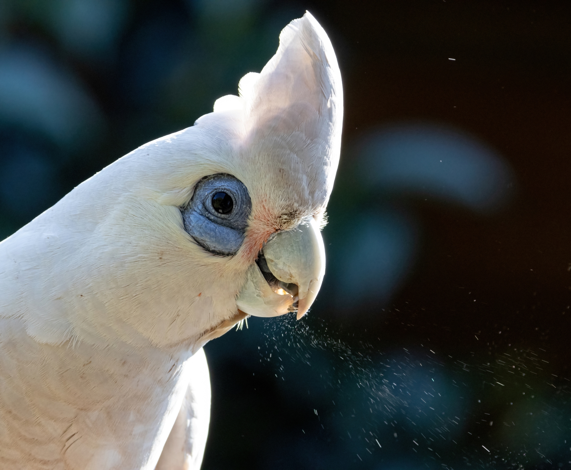 Corella-2260-DeNoiseAI-standard resize.jpg