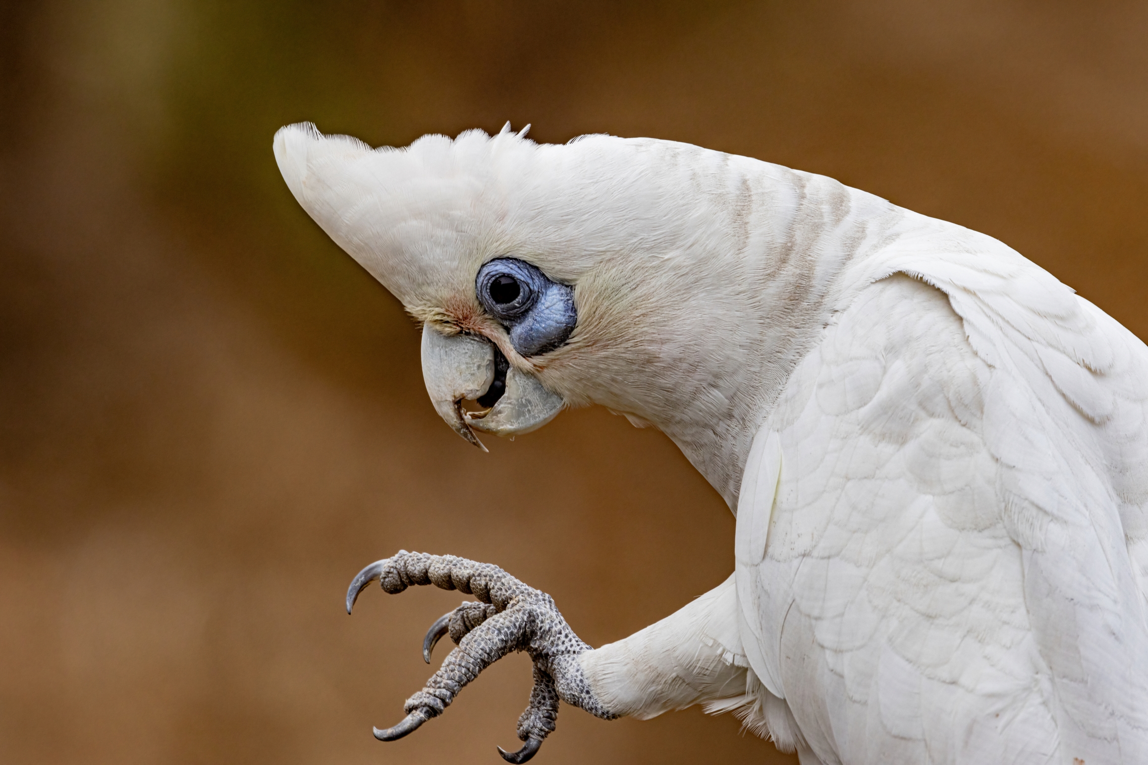 Corella Darwin July 2024 PP1-0160-DeNoiseAI-standard resize.jpg