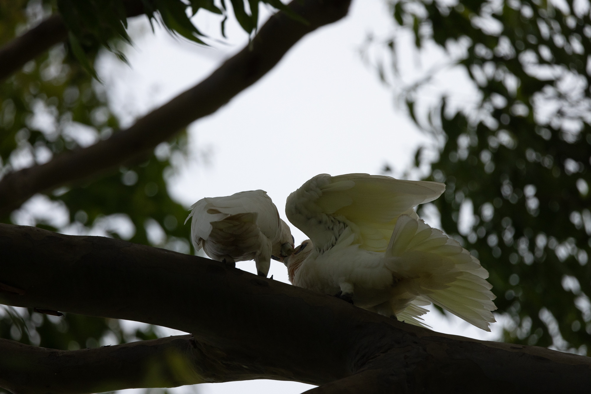 Little Corellas