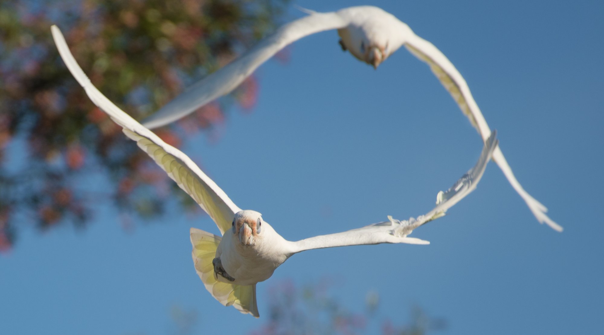 Corellas after a feed.jpg