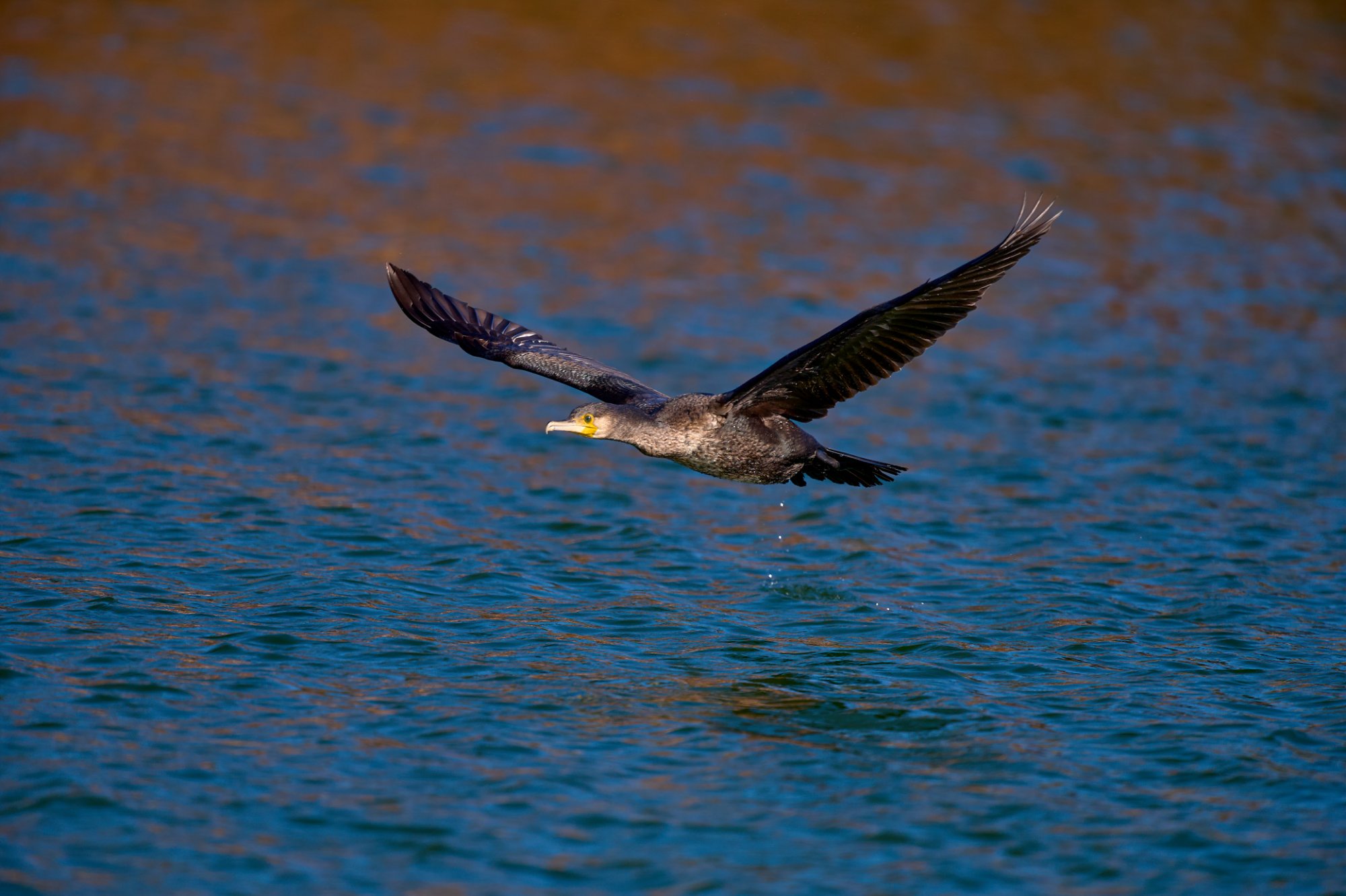 cormorano20214.jpg