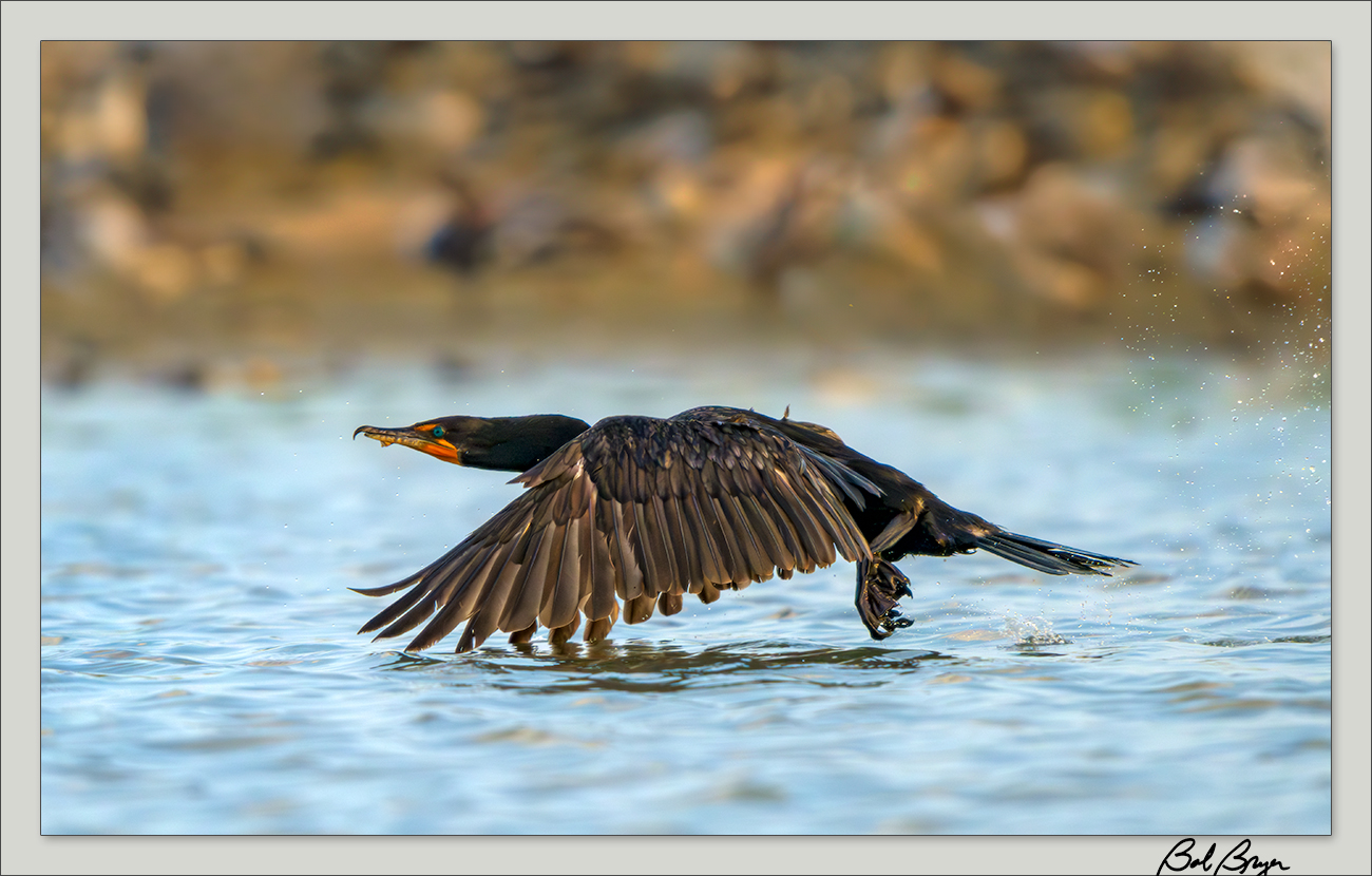 cormorant-2.jpg