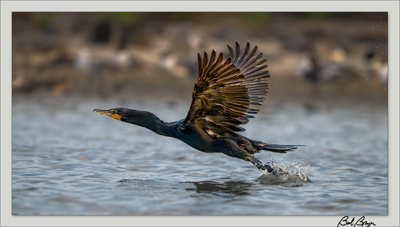 cormorant-3.jpg