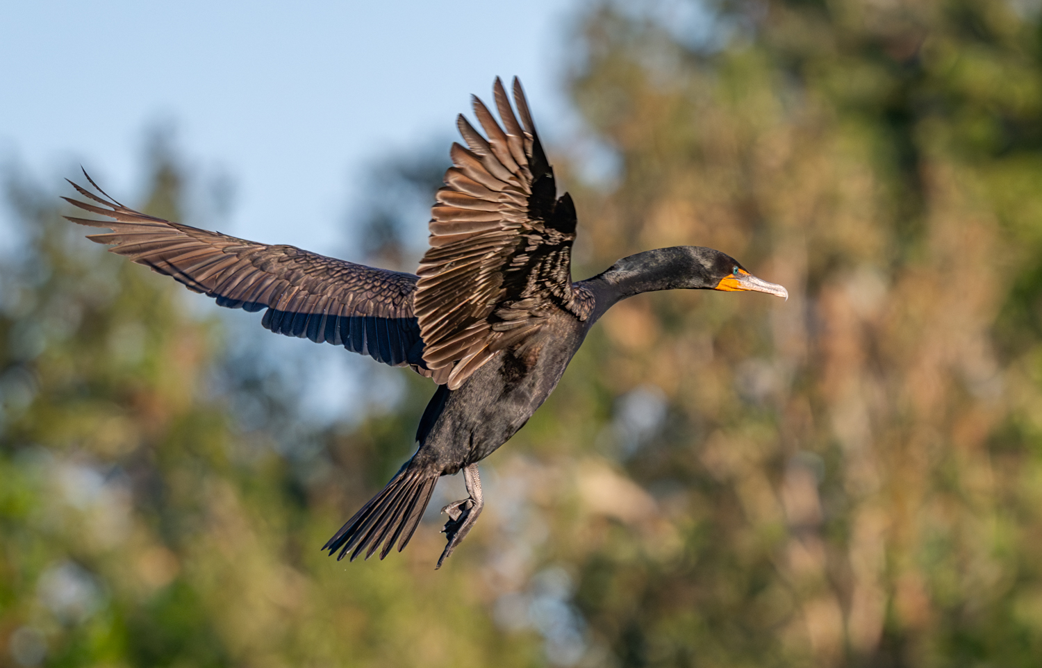 Cormorant in flight 4-1.jpg