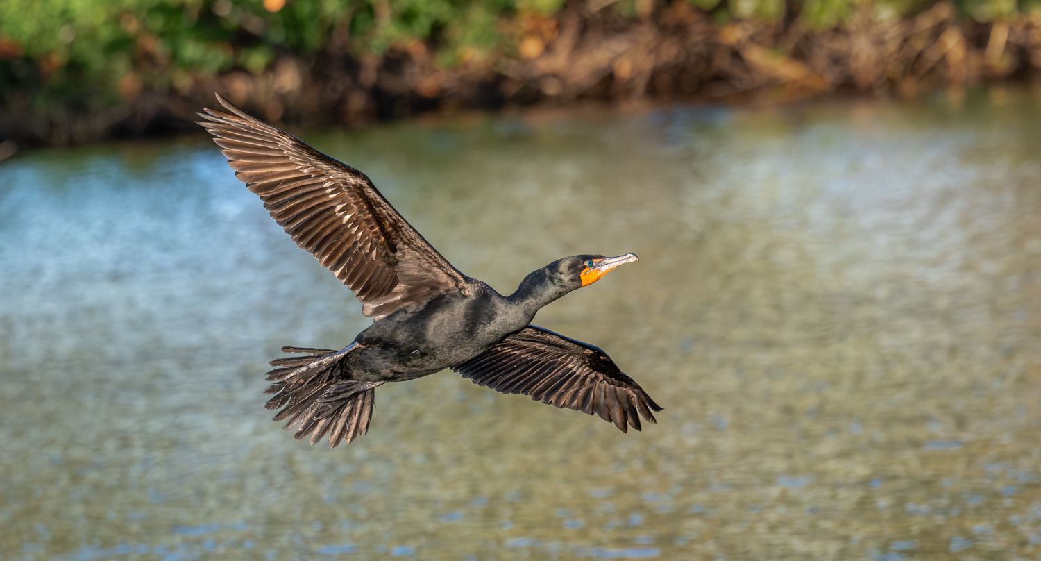 Cormorant in flight 5-1.jpg