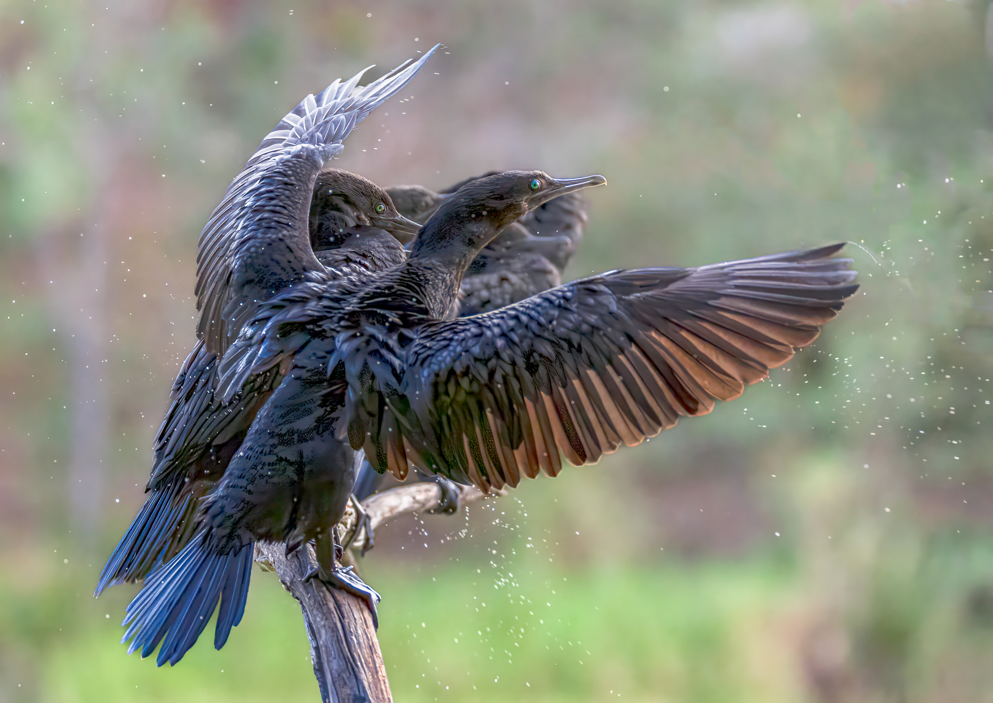 Little Black Cormorant : Phalacrocorax sulcirostris