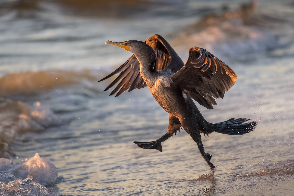 cormorant-running-to-water.jpg
