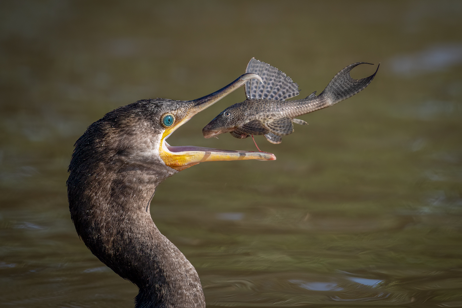 Cormorant snags its fish.jpg