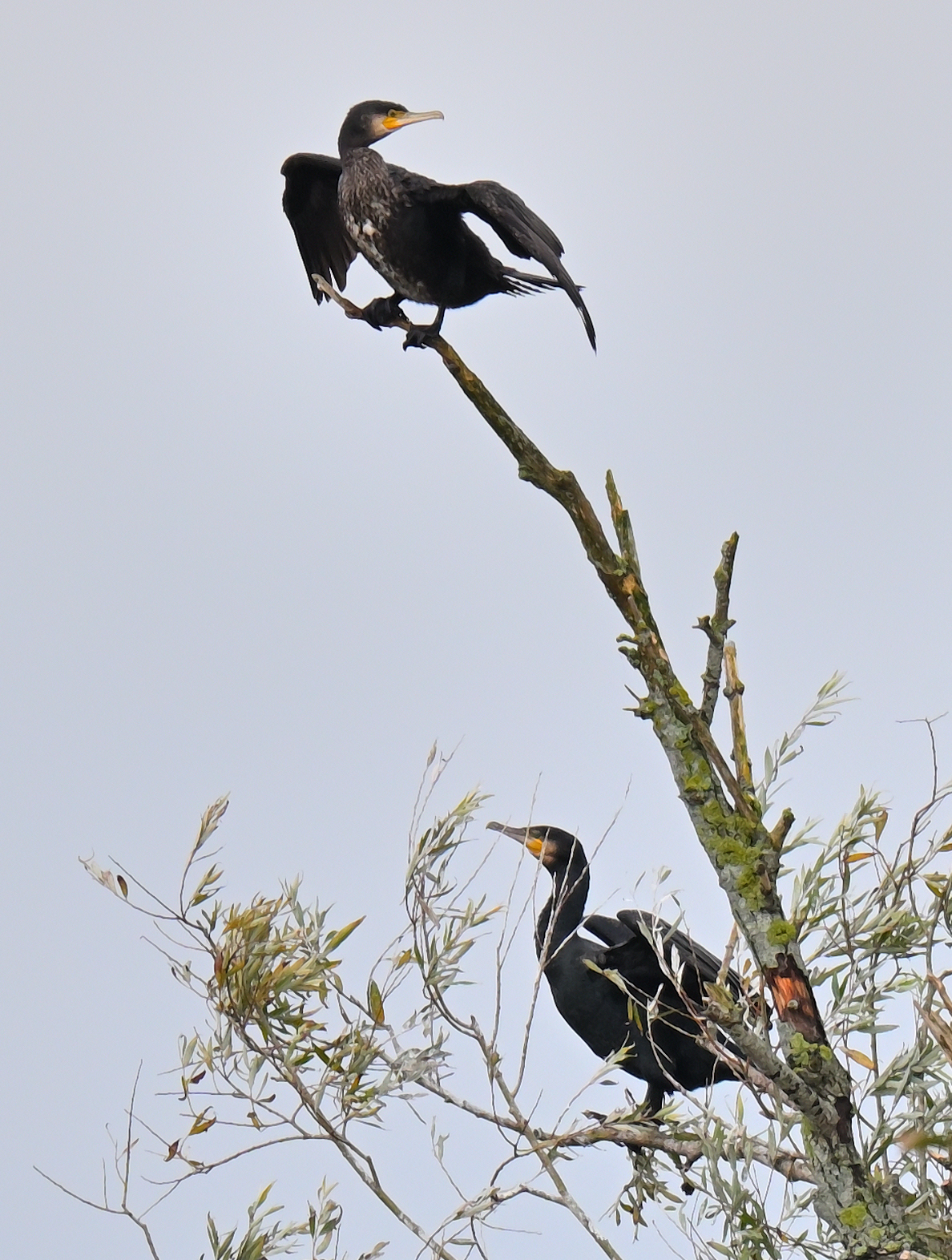 Cormorants cropped.JPG