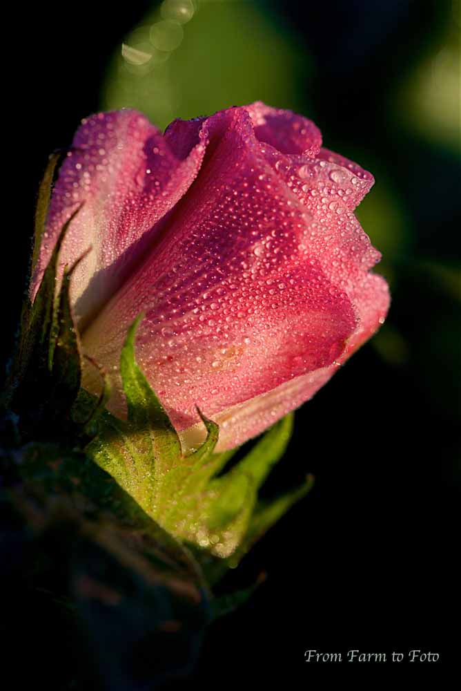 Cotton bloom with dew - 2014-08-30 at 06-56-02.jpg