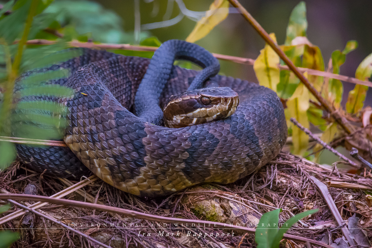 Cottonmouth Snake.jpg