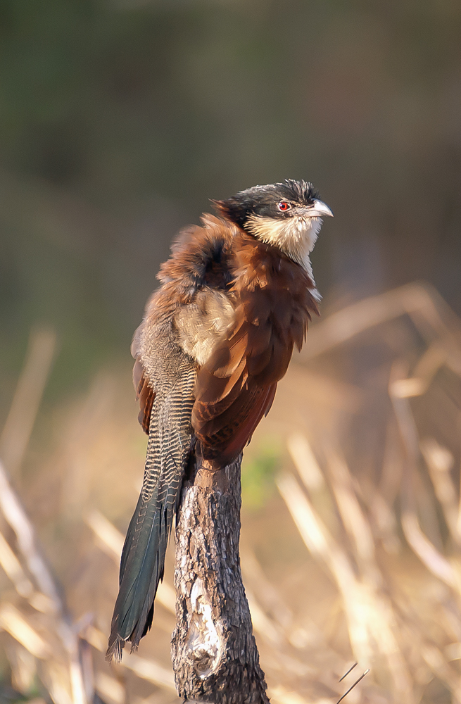 COUCAL (15)_edited-1-Edit.jpg