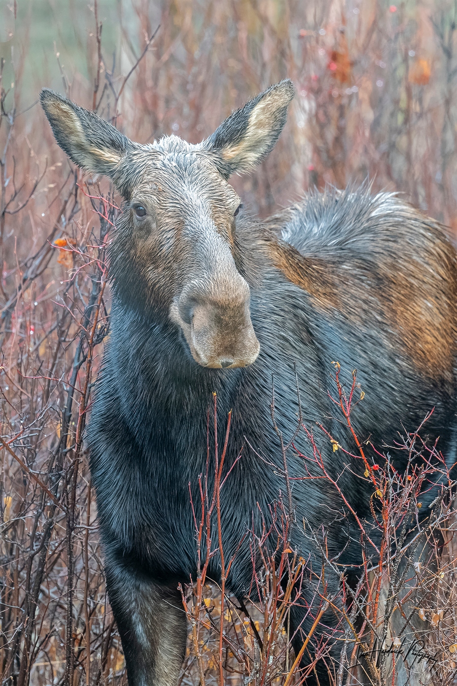 Cow Moose.jpg