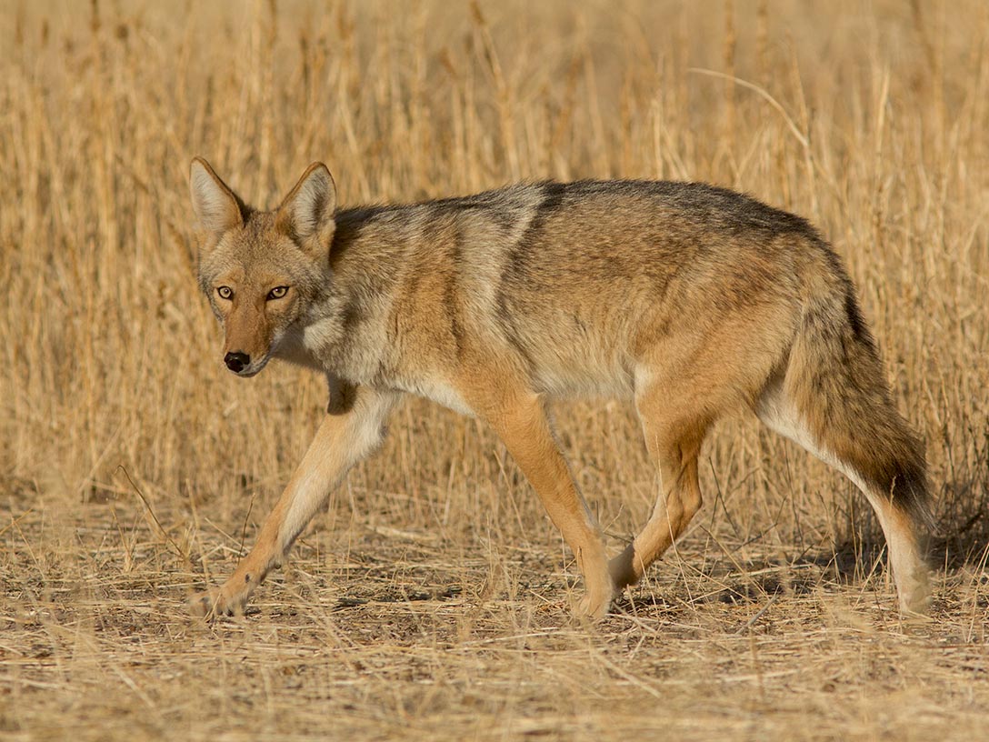 Coyote  02072014IMG_7542.jpg