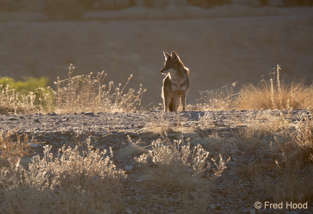 coyote 10464.jpg