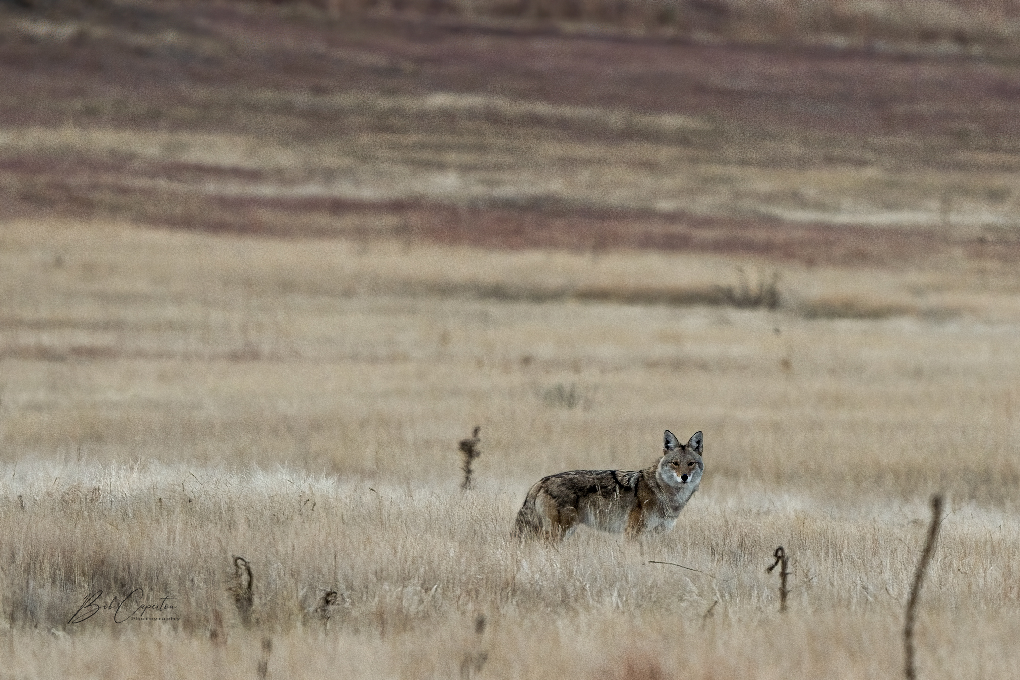 Coyote 4.jpg