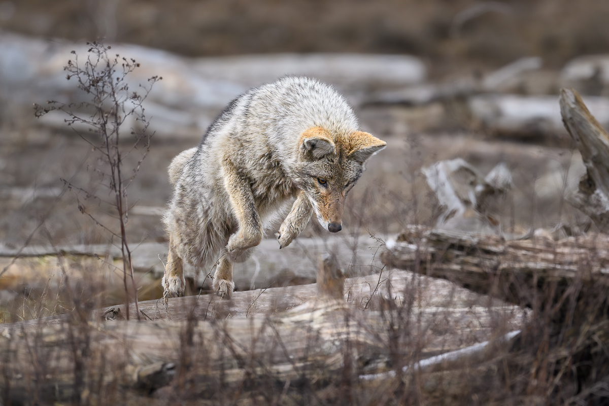 Coyote-5.jpg
