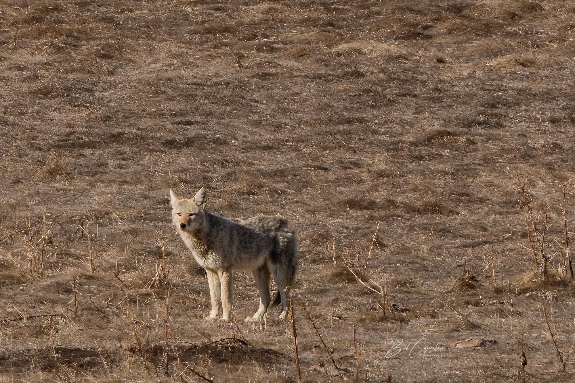 Coyote 8.jpg