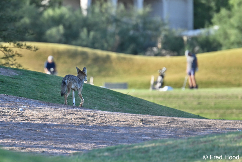 coyote and golfers Z8 2556.JPG