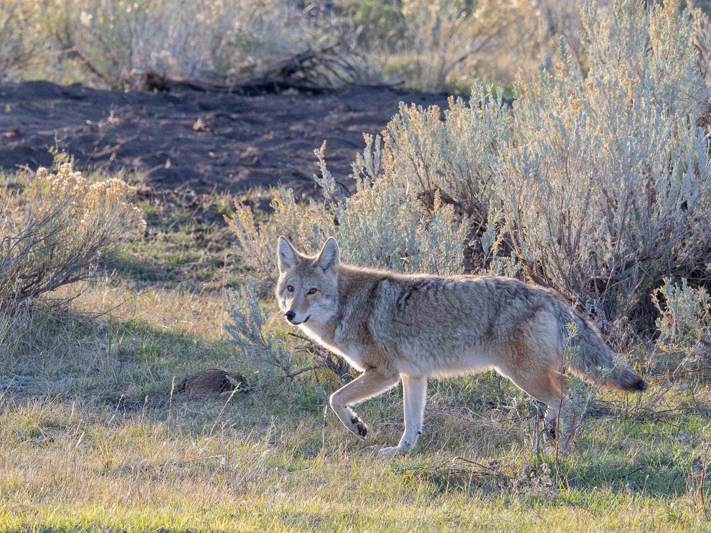 Coyote Backlight.jpg