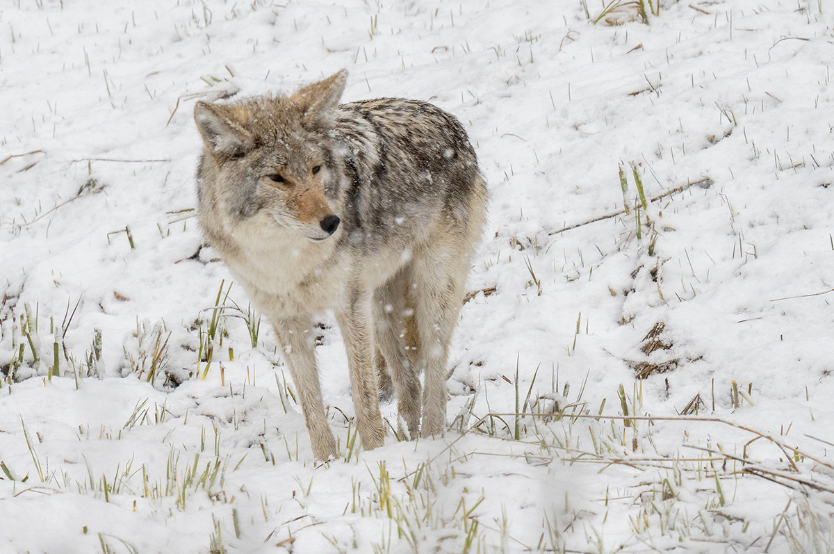 coyote-bcg-z7i_0601-enhanced-sr-jpg.103834