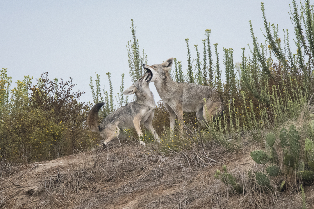 coyote DSC_1661 201708 1080.jpg