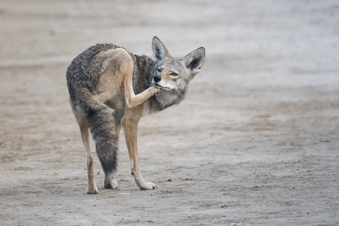 coyote DSC_3291 720.jpg