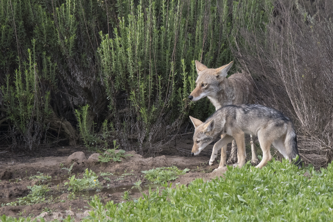 coyote DSC_8639 201806 720.jpg