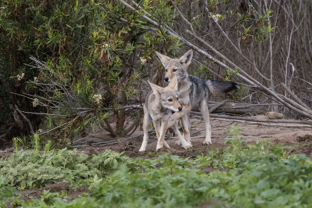 coyote DSC_8705 201806 720.jpg