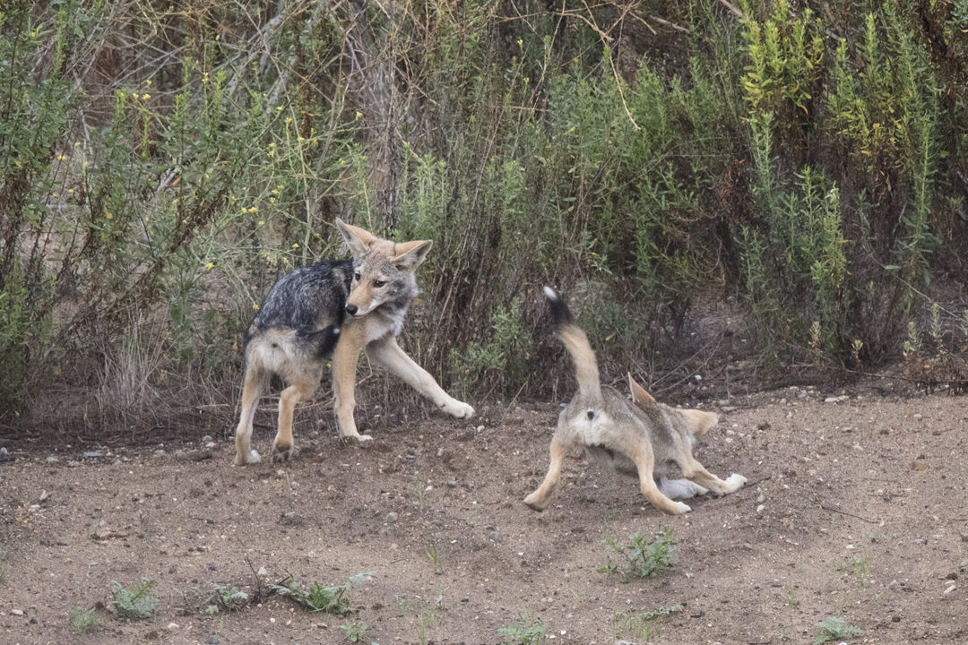 coyote DSC_8722 201806 720.jpg